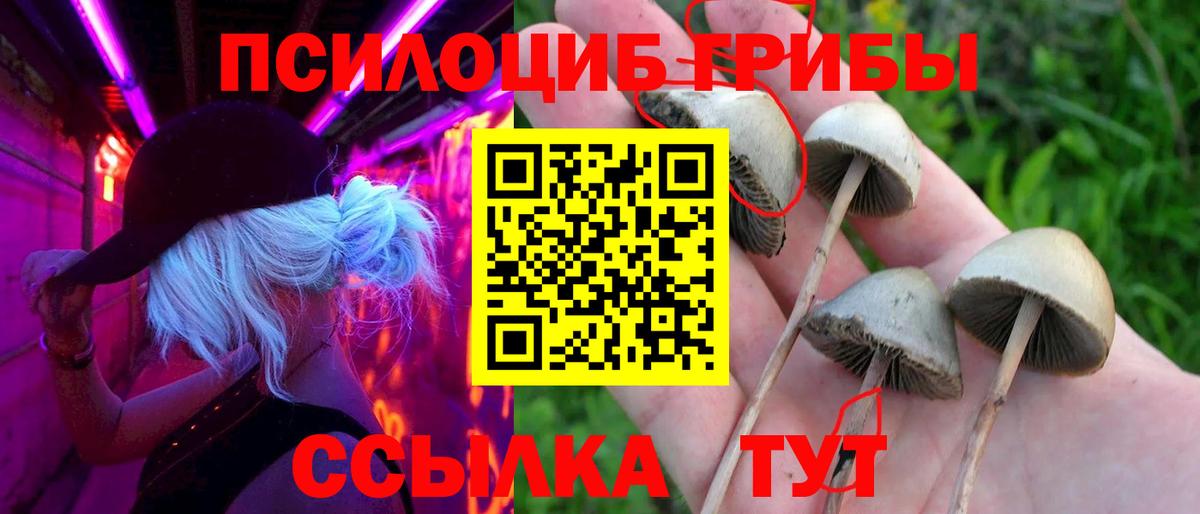 Галлюциногенные грибы Psilocybe Сафоново